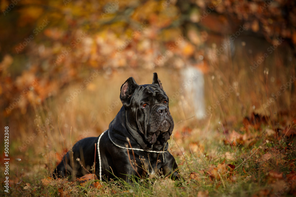 Italian Cane Corso in autumn field Italian Cane Corso in autumn field