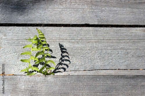Two young fern leaves grow through wooden planks. Place for text.