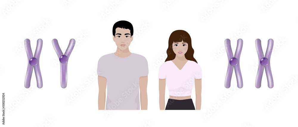 chromosome structure Male and Female Biological study Chromosome chromosome structure Male and Female Biological study Chromosome