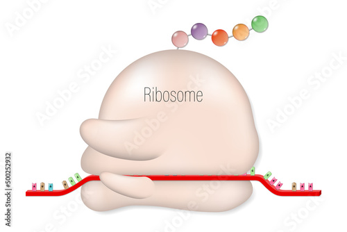 Ribosome structure. Translation. Polypeptide. mRNA. tRNA. photo
