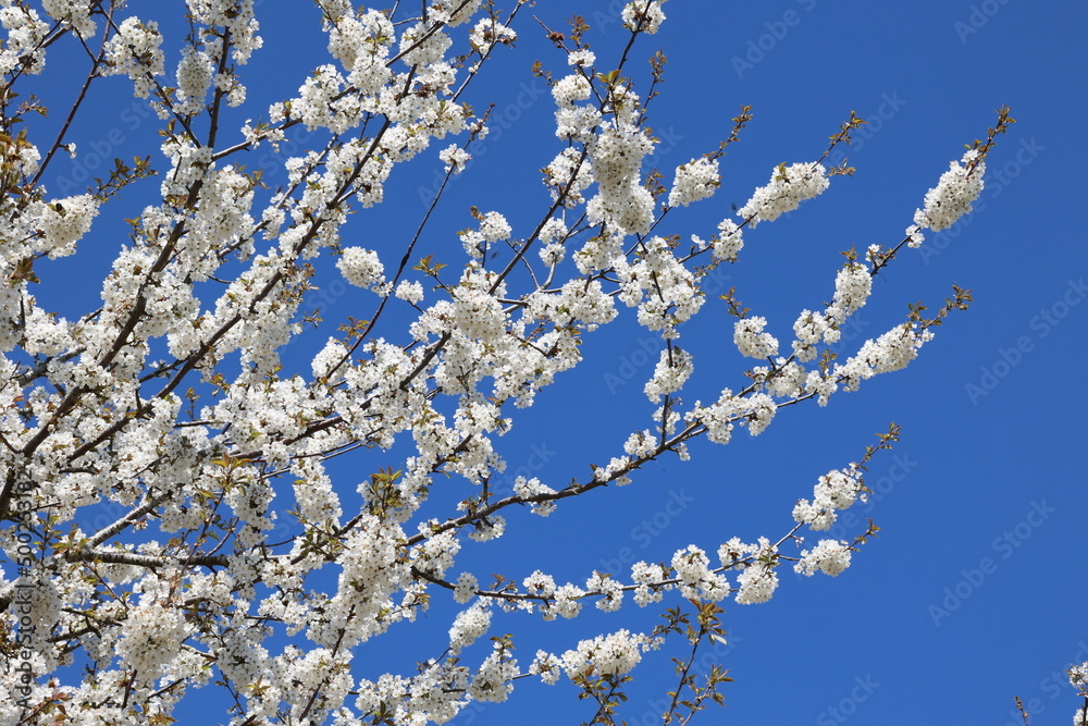 Fruit trees in the garden bloom in spring