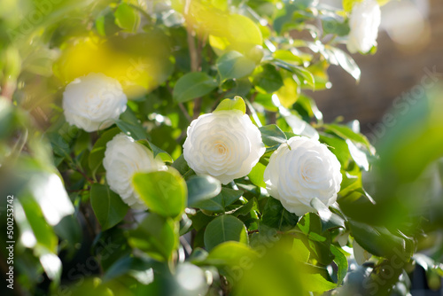 фотографія White camellia flower in bloom during springtime
