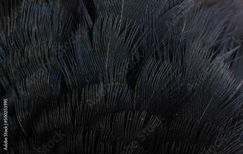 macro photo of black feathers. background or textura
