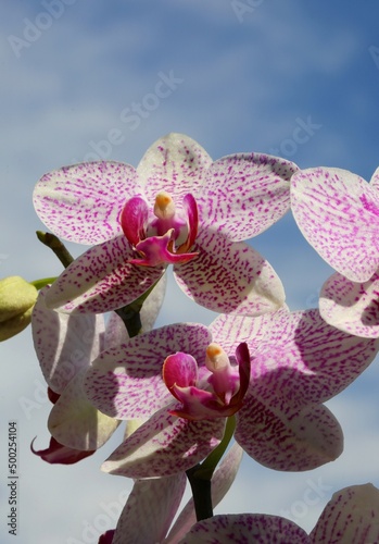 orchid flower with vivid magenta and purple colors
