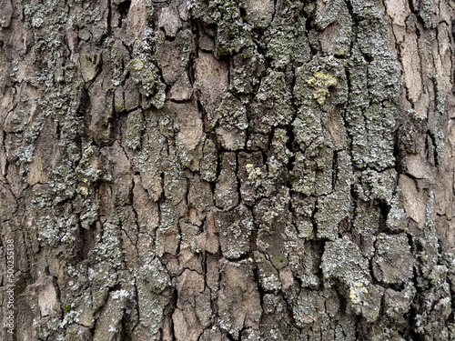 Texture of old tree bark