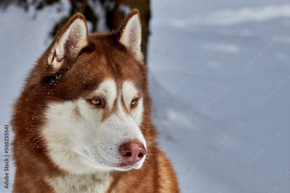 Portrait noble brown Siberian Husky dog on the background of the winter forest. Front view. Portrait noble brown Siberian Husky dog on the background of the winter forest. Front view.