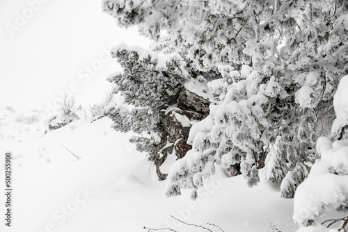 magnificent view of the snow-covered branches of evergreen coniferous trees and stone