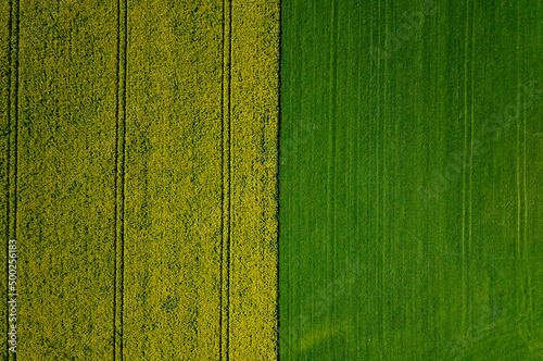 Wallpaper Mural Two fields next to each other with different colors seen from above Torontodigital.ca