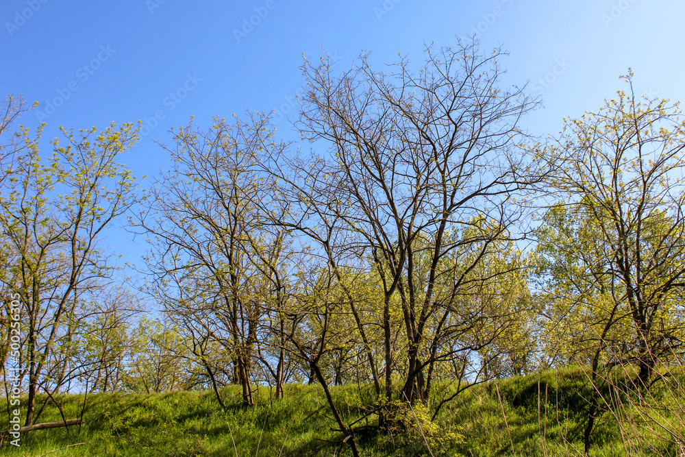 Arbusti con erba e cielo sull'argine del fiume Tcino Arbusti con erba e cielo sull'argine del fiume Tcino