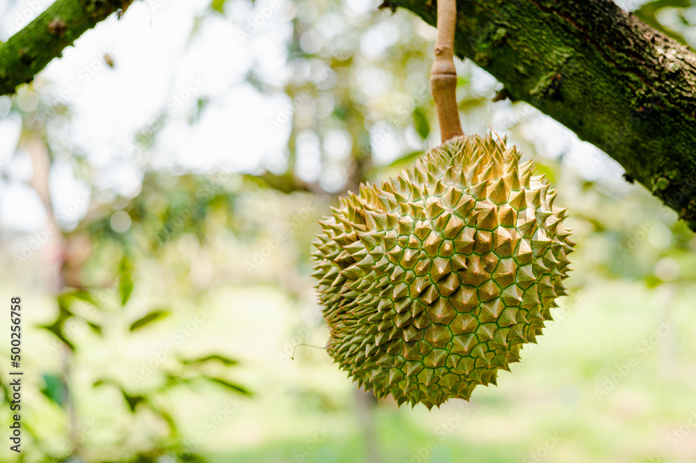 Durian fruit on the branch in the garden ready to harvest, product quality for export in Thailand, agriculture concept Durian fruit on the branch in the garden ready to harvest, product quality for export in Thailand, agriculture concept