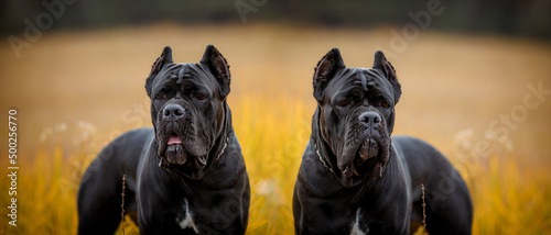 Foto Italian Cane Corso in autumn field