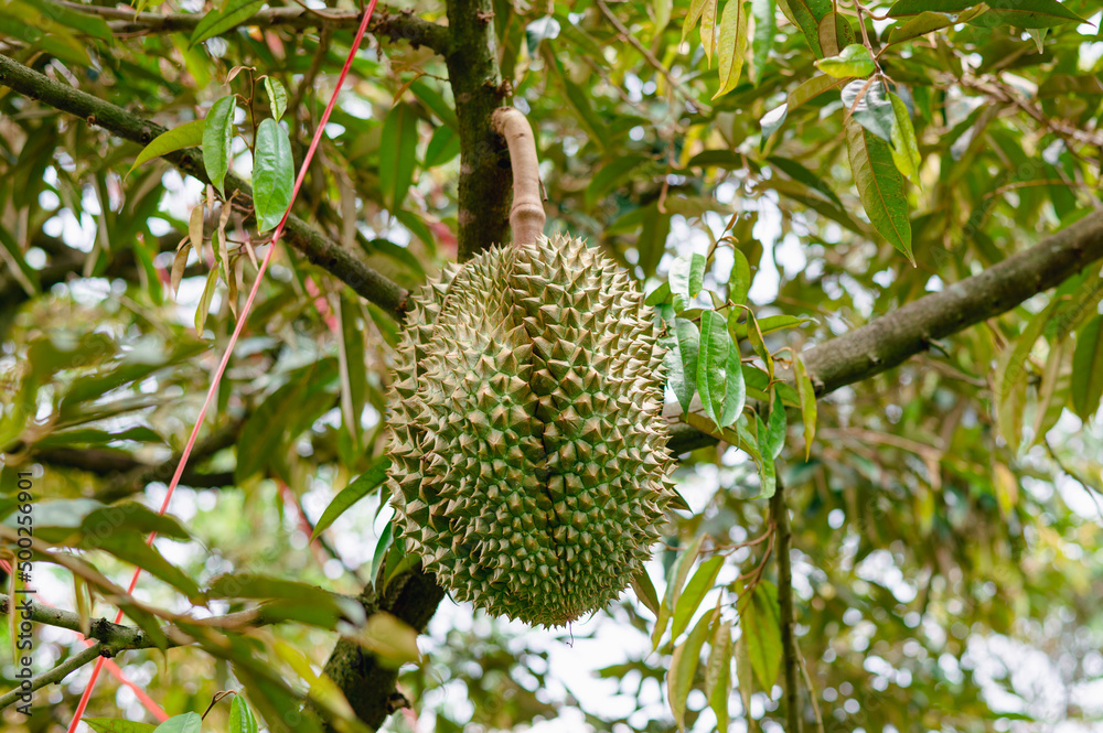 Durian fruit on the branch in the garden ready to harvest, product quality for export in Thailand, agriculture concept Durian fruit on the branch in the garden ready to harvest, product quality for export in Thailand, agriculture concept