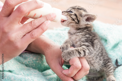 Newborn baby kitten is feeding by a woman in her hands with milk replacer 