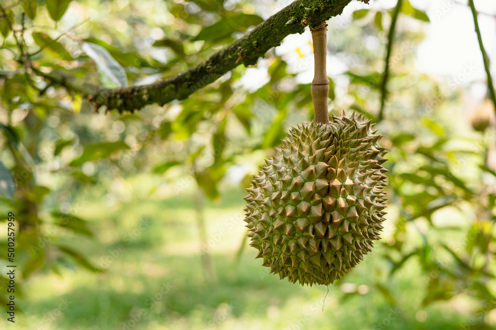 Durian fruit on the branch in the garden ready to harvest, product quality for export in Thailand, agriculture concept Durian fruit on the branch in the garden ready to harvest, product quality for export in Thailand, agriculture concept