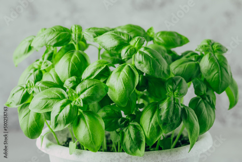 Basil leaves. Basil plant with green leaves.