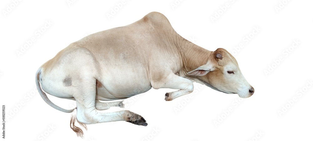 cow lying on a white background Stock Photo | Adobe Stock