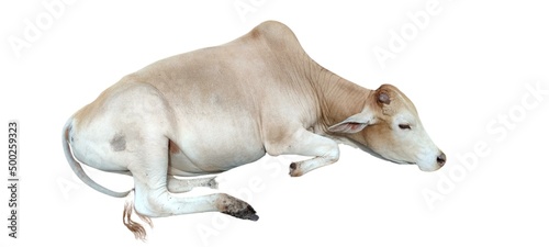 cow lying on a white background