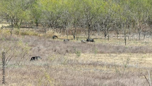 A sounder of razorback hogs wondering across clearing in dry grassland when two are spooked and bound away; hogs in Lake Falcon Texas State Park in southern Texas photo