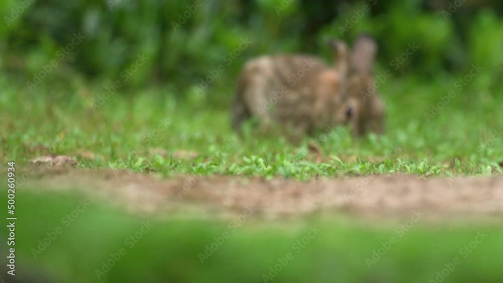 Focus pull from puffy Great Tit to rabbit eating grass in lush green garden