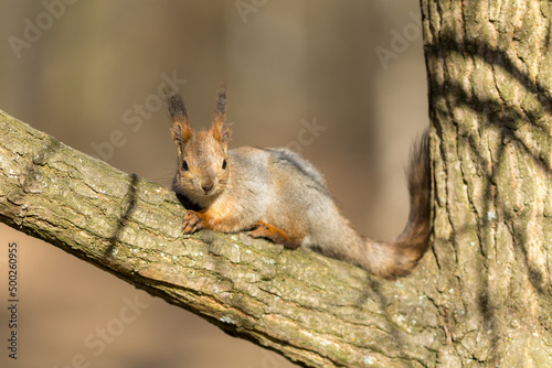 portrait of a squirrel © Maslov Dmitry