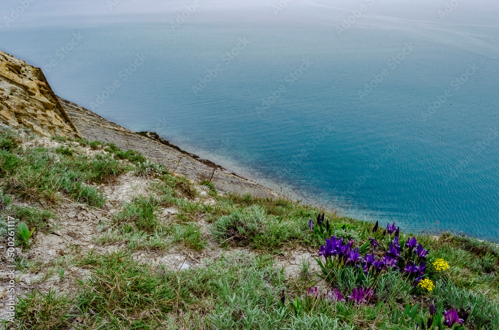Wild purple irises that grow in spring in the Caucasus mountains near the sea