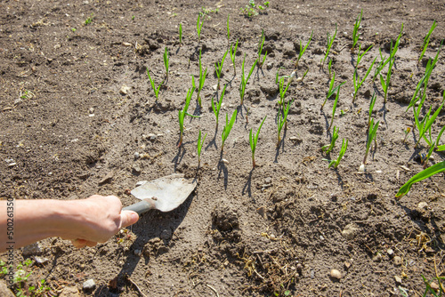 Eine Frau setzt im Frühling Zwiebeln ein