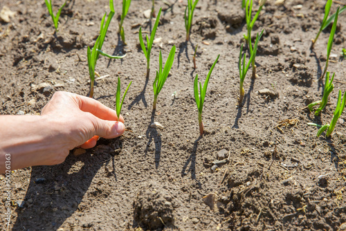 Eine Frau setzt im Frühling Zwiebeln ein