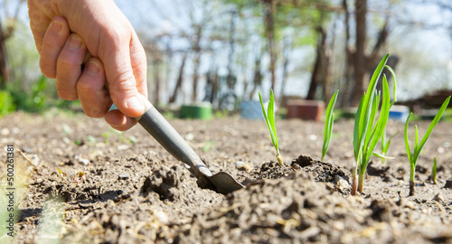 Eine Frau setzt im Frühling Zwiebeln ein