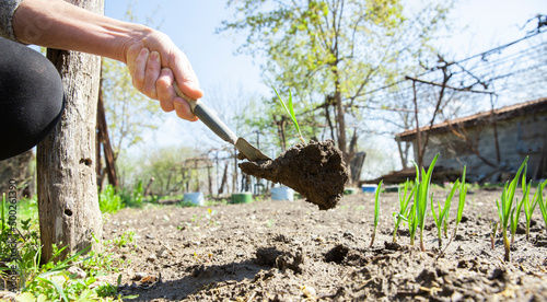 Eine Frau setzt im Frühling Zwiebeln ein