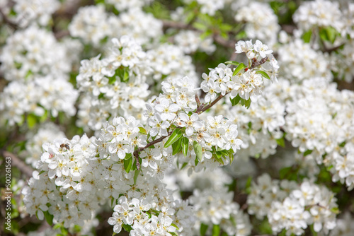 Weisse Kirschblüten als Hintergrund