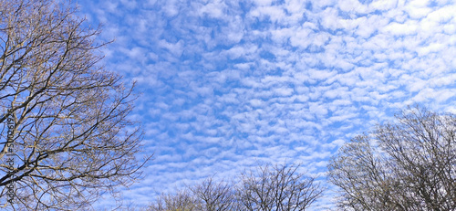 Landscape of trees and a blue sky covered with a cloudy white carpet in early spring photo