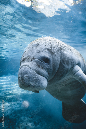 Manatee in the water (Crystal RIver) photo