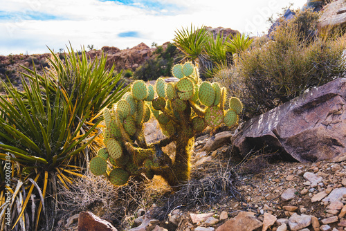 cactus in the desert