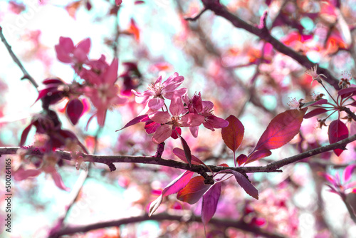 Spring flowers blooming on tree branches. Selective focus on flower on the tree.