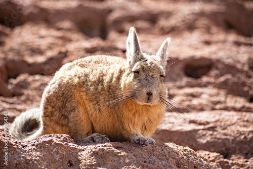 Fényképezés Cute wild chinchilla (vizcacha) at Bolivian Altiplano desert, Uyuni, Bolivia