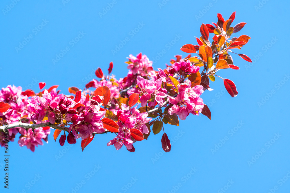 Spring flowers blooming on tree branches. Selective focus on flower on the tree.