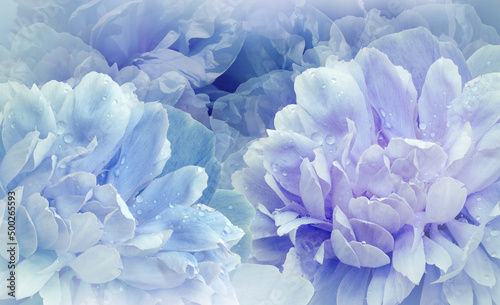 Flowers blue peonies. Floral vspring background. Petals peonies. Close-up. Nature.