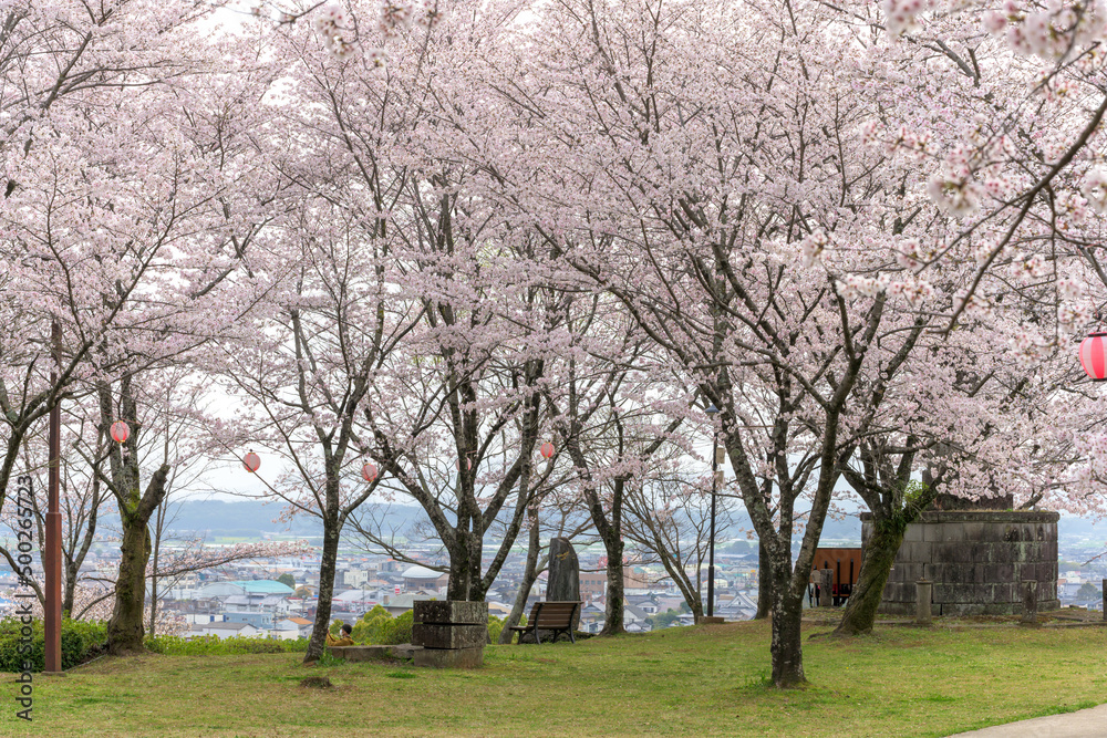 桜咲く季節 桜祭り 観光名所風景 菊池公園 Cherry Blossom Season Sakura Festival Tourist Attraction Scenery Kikuchi Park 日本22年 3月 撮影 Taken In Japan 22 March 九州 熊本県菊池市 菊池公園 Kumamoto Kikuchi City Kikuchi Park Stock Photo