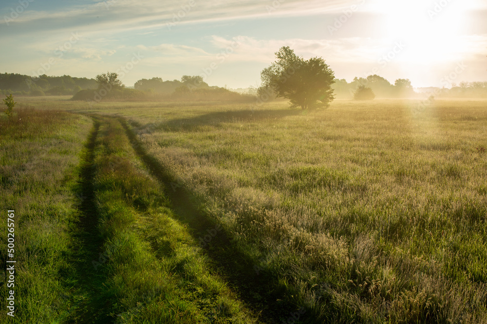 Fototapeta premium Looking at the dawn and the road going into the distance. Green grass, fog and dew