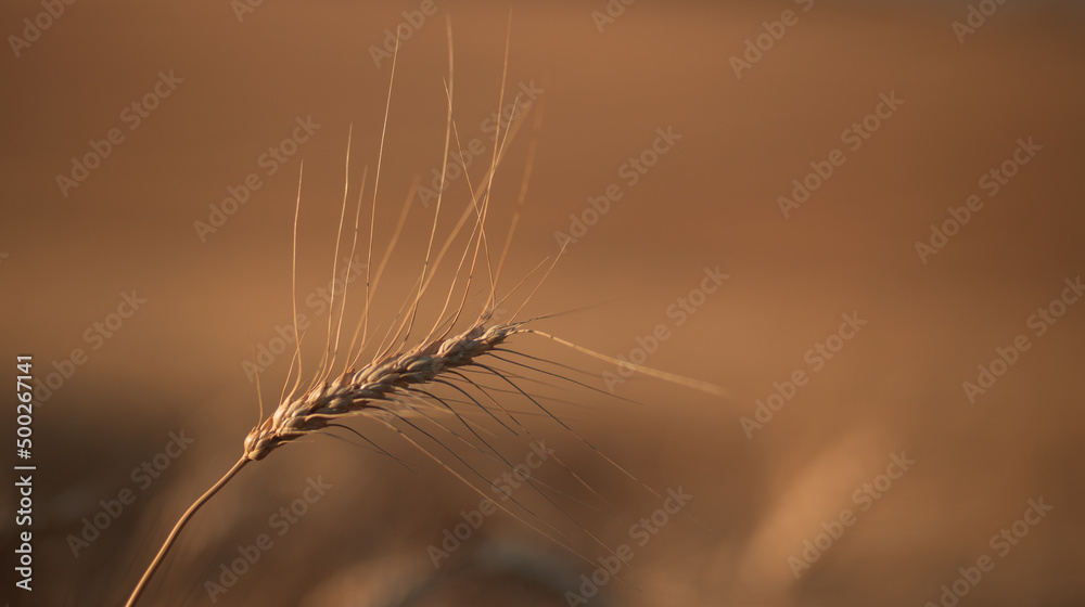 Spikelet of mature wheat on the field. agricultural crops