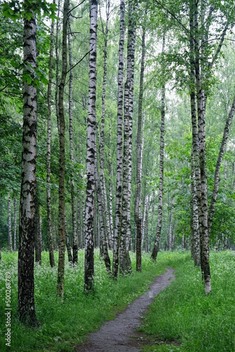 birch trees forest and road, green natural background. Rustic summer landscape with green foliage birches and white-black trunks.