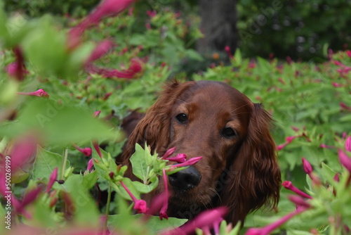 irish setter puppy in flowers