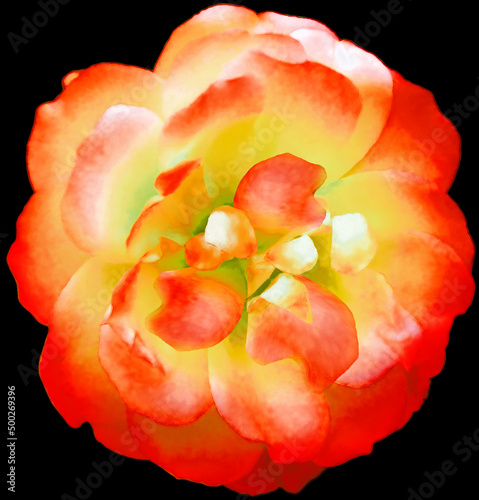 Watercolor  red-yellow  rose flower  on black isolated background. Closeup. For design. Nature.