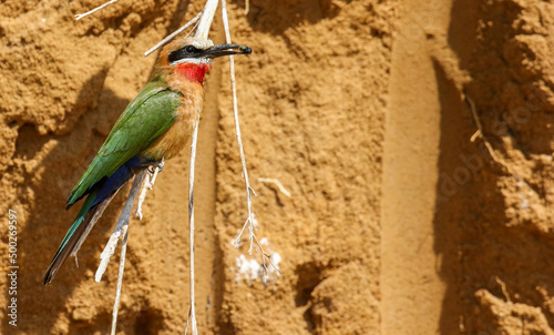 White-fronted Bee-eater, South Africa photo