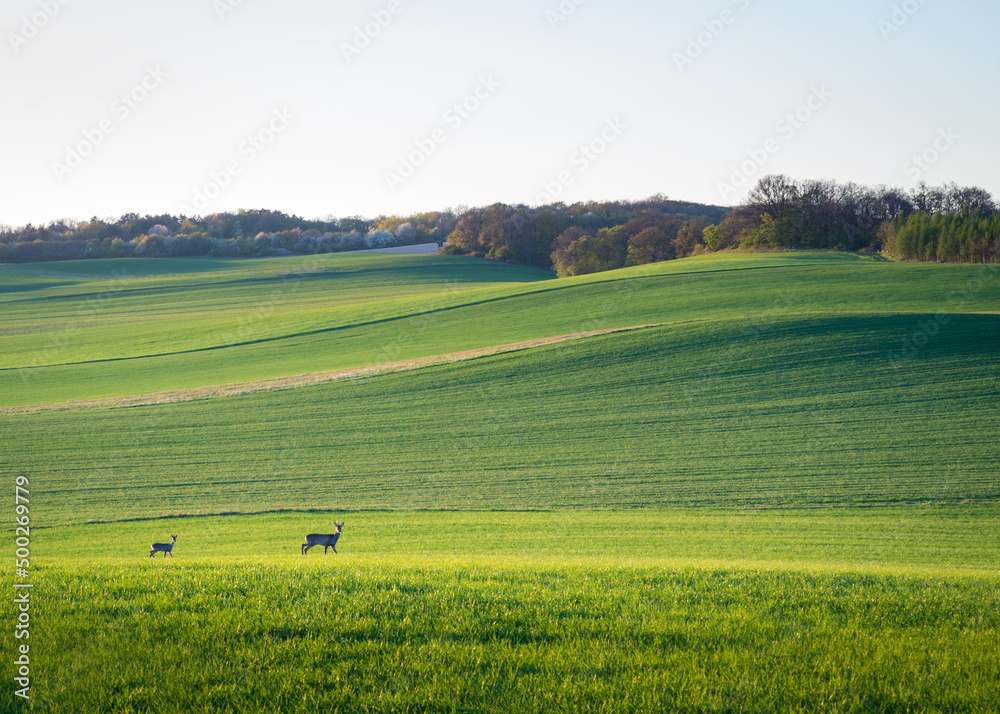 Green farm field with roe deer in spring in Burgenland