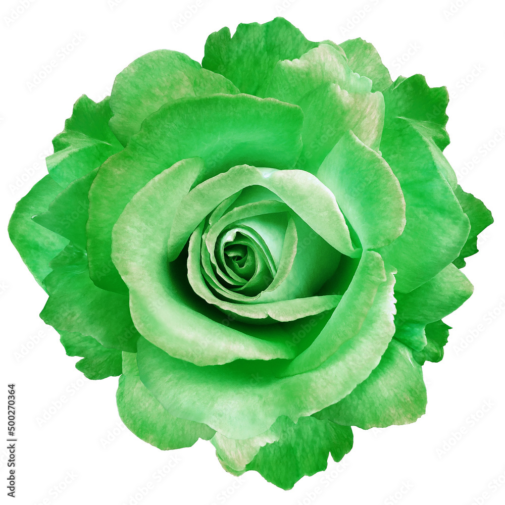 green rose flower on a white isolated background with clipping path. Closeup. For design. Nature. green rose flower on a white isolated background with clipping path. Closeup. For design. Nature.