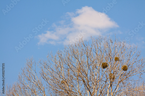 Fototapeta Naklejka Na Ścianę i Meble -  Drzewo