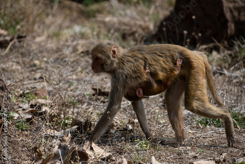 Mother monkey carrying its young one in the forrest