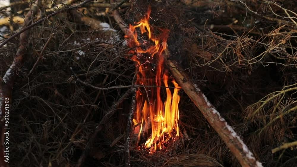 dry tree branches burn in the forest. Nature burns, bushes, tree branches, dark blue balls of smoke rise. The concept of summer fires, nature in danger, dark. High quality HD footage. dry tree branches burn in the forest. Nature burns, bushes, tree branches, dark blue balls of smoke rise. The concept of summer fires, nature in danger, dark. High quality HD footage.