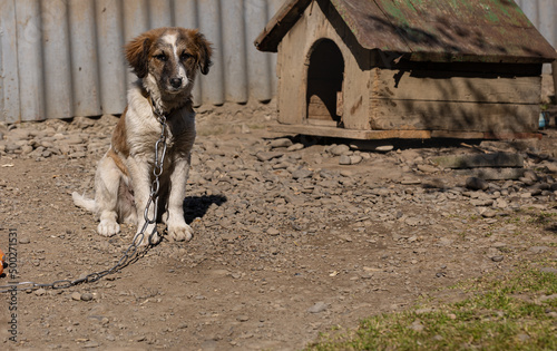 Sad puppy six-month-old sitting on a chain near his booth in the yard photo